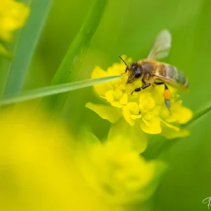 Abeille butinant une fleur jaune, pollinisation en action photographiée par Pauline Espinosa..