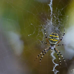 Araignée agriope et frelon, rencontre dans la nature photographiée par Pauline Espinosa..