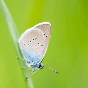 Papillon Argus bleu, beauté ailée de la nature photographiée par Pauline Espinosa..