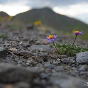 Fleur d'aster des Alpes, beauté alpine en images photographiée par Pauline Espinosa..