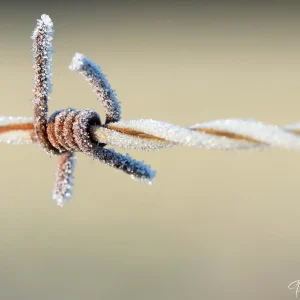 Fil barbelé gelé, beauté hivernale capturée par Pauline Espinosa.