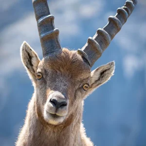 Bouquetin, la majesté des sommets en Savoie, photographié par Pauline Espinosa en pleine nature.
