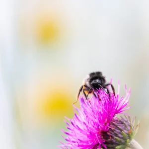 Bourdon butinant, pollinisateur au travail photographiée par Pauline Espinosa.