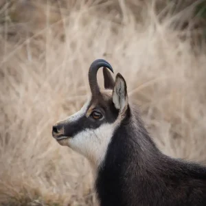 Chamois, un symbole des montagnes en Savoie, photographié par Pauline Espinosa en pleine nature.