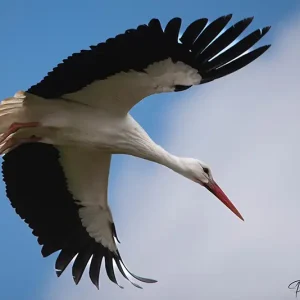 Cigogne blanche, une espèce emblématique de la faune en Savoie, photographiée par Pauline Espinosa.