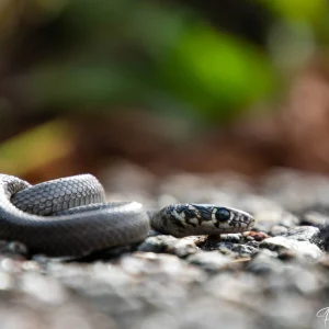 Couleuvre jaune et verte, serpent dans la nature photographié par Pauline Espinosa.