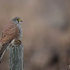 Faucon crécerelle, un prédateur majestueux photographié par Pauline Espinosa en Savoie.