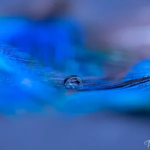 Goutte d'eau sur plume bleu, beauté capturée par Pauline Espinosa.