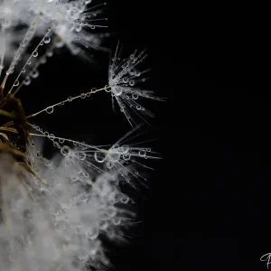 Pissenlit en macro avec goutte d'eau, beauté florale en détail photographiée par Pauline Espinosa..