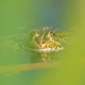 Grenouille, biodiversité amphibiens photographié par Pauline Espinosa