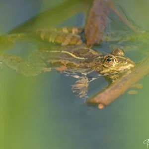 Grenouille, biodiversité amphibiens photographié par Pauline Espinosa