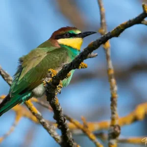 Guêpier d'Europe, un oiseau coloré photographié par Pauline Espinosa en Savoie