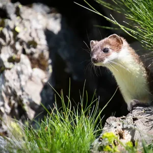 Hermine, un petit prédateur photographié par Pauline Espinosa en Savoie.