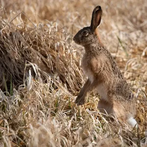 Lièvre en milieu naturel, une créature rapide et gracieuse photographiée par Pauline Espinosa en Savoie.