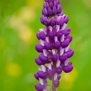 Fleur de lupin, beauté florale des jardins photographiée par Pauline Espinosa..