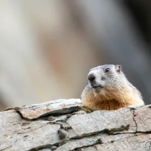 Marmotte, l'emblème des montagnes savoyardes, photographiée par Pauline Espinosa en plein air.