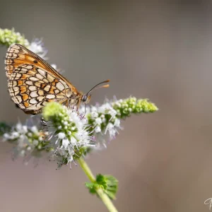 Papillon Mélitée du Mélampyre, délicatesse ailée de nos prairies photographiée par Pauline Espinosa.
