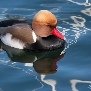 Nette rousse en pleine nature, une rencontre captivante immortalisée par Pauline Espinosa en Savoie.