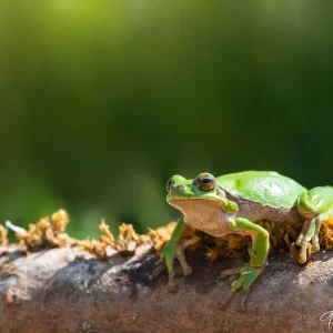 Rainette, biodiversité amphibiens photographié par Pauline Espinosa