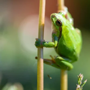 Rainette, biodiversité amphibiens photographié par Pauline Espinosa