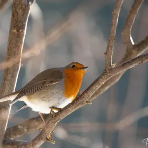 Rouge-gorge, un oiseau emblématique de la nature en Savoie, photographié par Pauline Espinosa.
