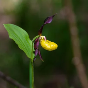 Orchidée Sabot de Vénus, fleur sauvage élégante photographiée par Pauline Espinosa..