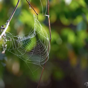 Toile d'araignée, chef-d'œuvre de la nature photographiée par Pauline Espinosa.
