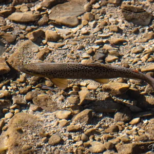 Truite fario, poisson des rivières de montagne de Savoie photographiée par Pauline Espinosa..