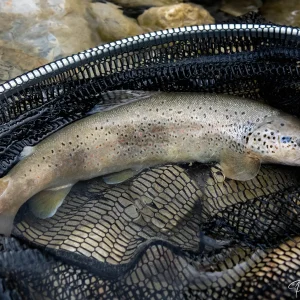 Truite fario, poisson des rivières de montagne de Savoie photographiée par Pauline Espinosa.