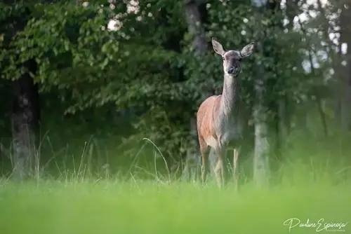 Biche