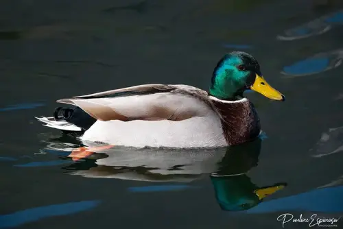 Canard colvert