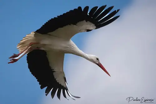 Cigogne Blanche