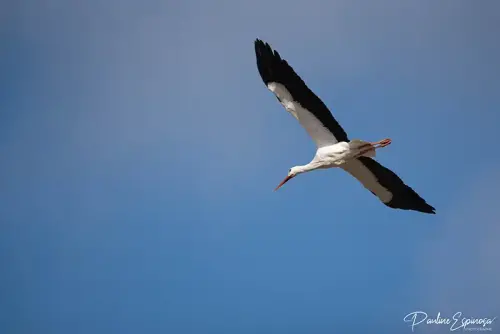 Cigogne Blanche