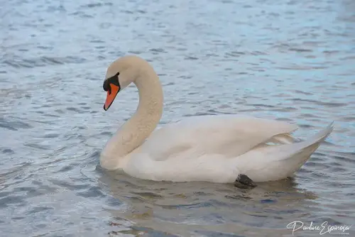 Cygne tubercule