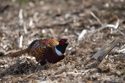 Faisan