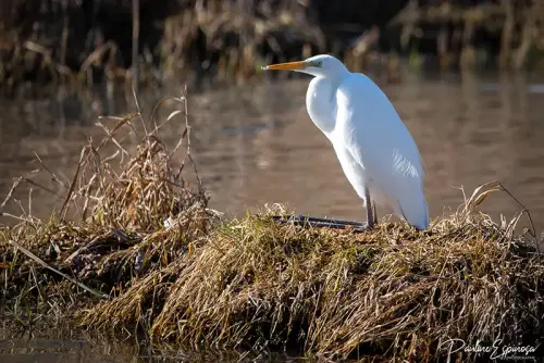 Grande Aigrette