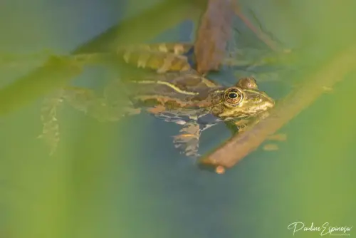 Grenouille