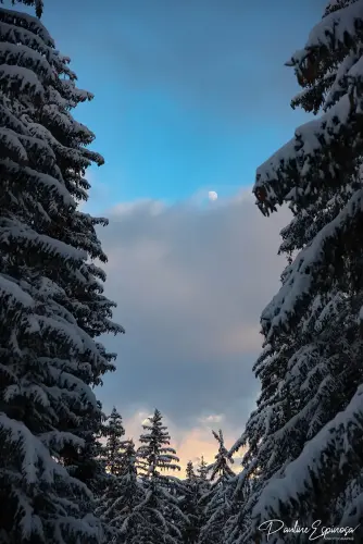 Lune et sapin