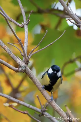 Mésange Charbonnière