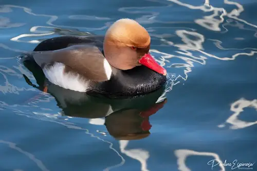 Nette Rousse