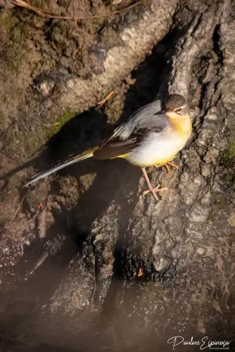 oiseau