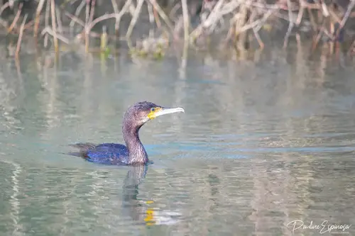 oiseau
